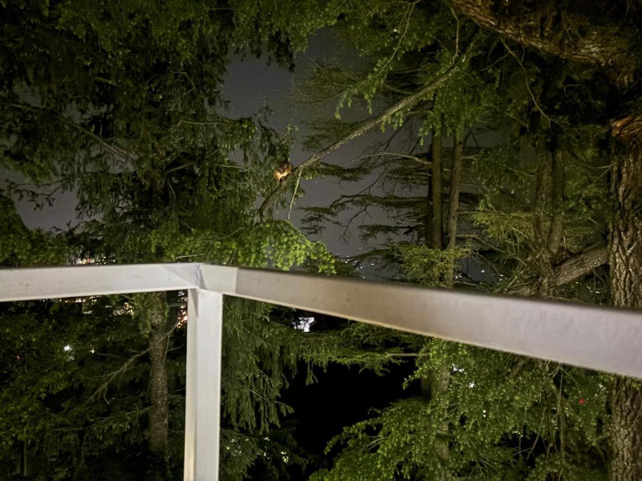 Hotel Jakhu Heights Shimla Exterior photo